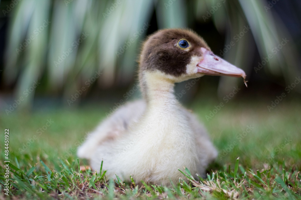 elegant duck elegant duck