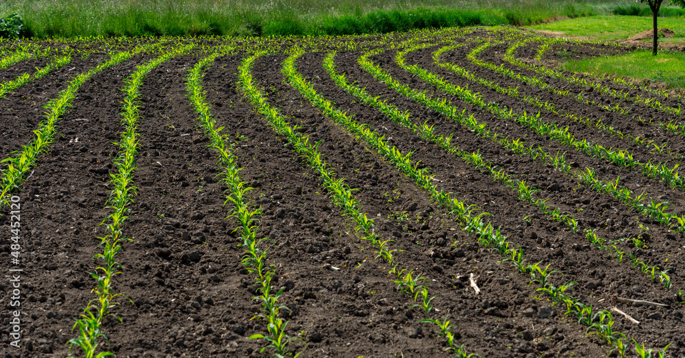 little corn plant seedling field rows next to a meadow in sunshine little corn plant seedling field rows next to a meadow in sunshine