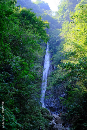 A large waterfall in a cedar forest