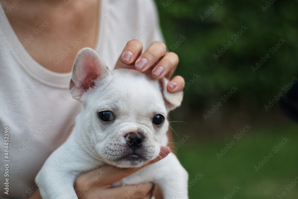 White French Bulldog hold by its owner. The dog looking to the camera.