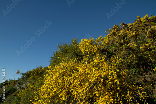 Scotch broom yellow flowers