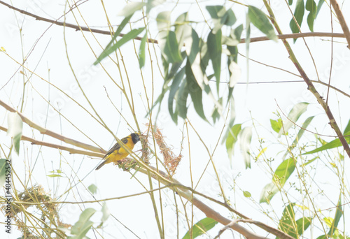 Asian Golden Weaver