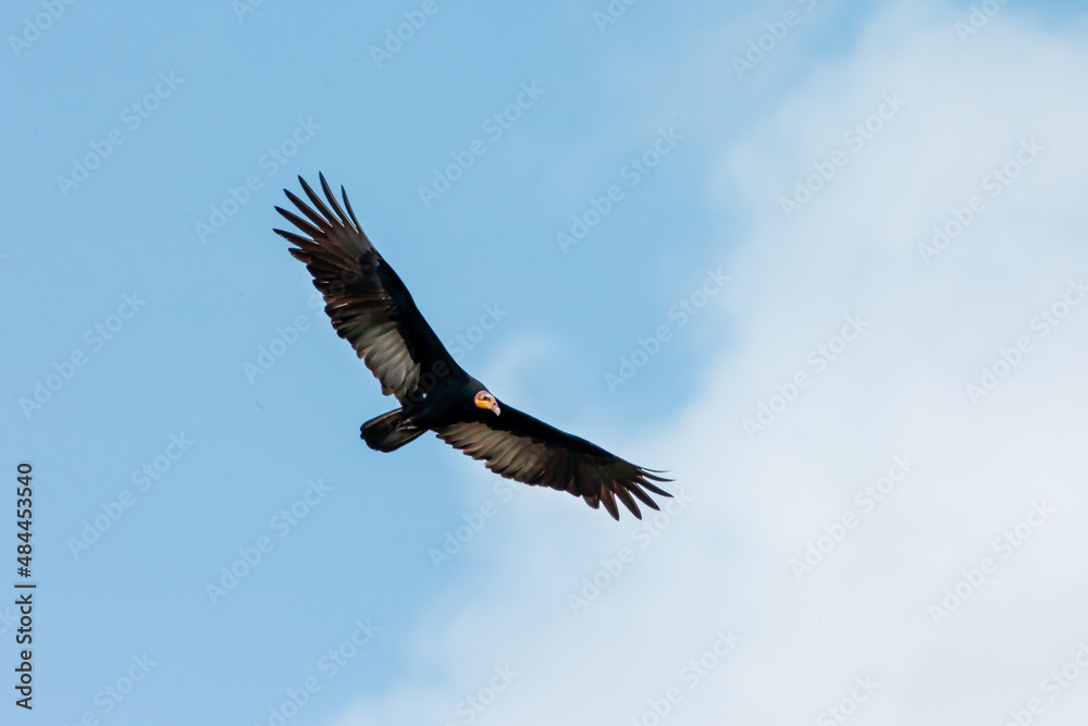 Obraz premium A large yellow-headed vulture (Cathartes melambrotus) hovering in the air with outstretched wings against a blue sky background. Animals, birds are predators.