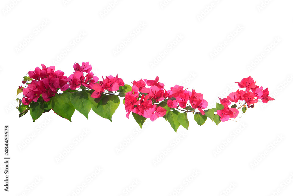 Fototapeta premium bougainvilleas isolated on white background..