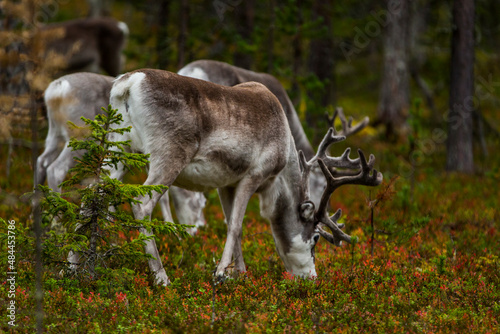 Fototapeta Naklejka Na Ścianę i Meble -  Reindeers in Autumn in Lapland, Northern Finland. Europe