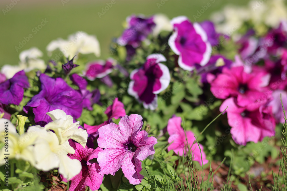 A flowerbed with petunias in the open air. Selective focus.