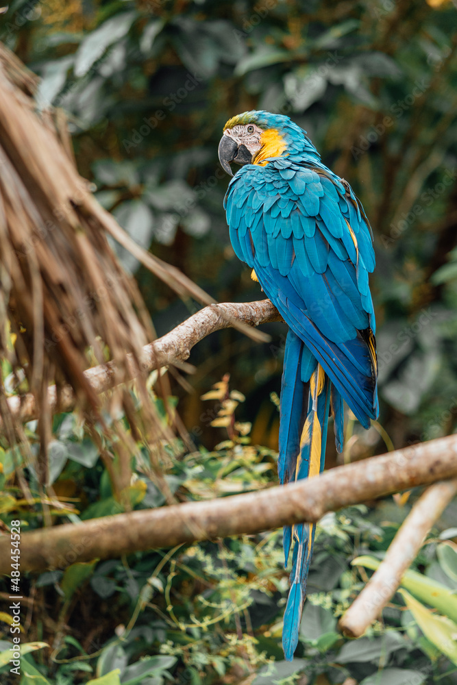 Blue and yellow macaw on a branch in the Amazon jungle