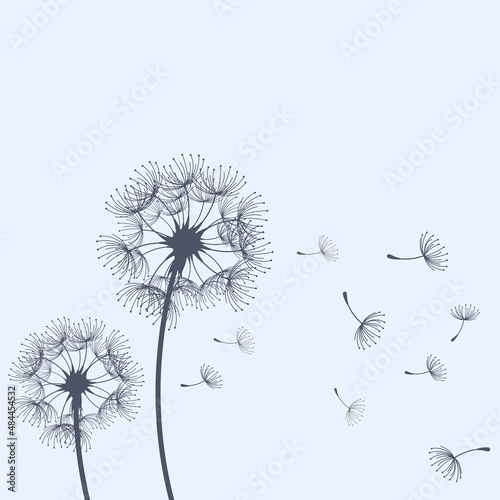 Dandelion blowing and scatter flying seeds, blowball flower silhouette, vector