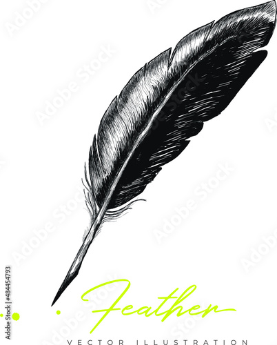 Detailed hand-drawn feather