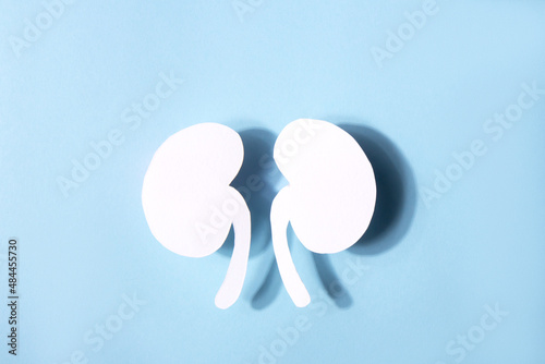 Model of a human kidney shaped white paper on a blue background. World kidney day