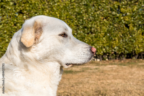 Profile portrait of young white dog on green background.