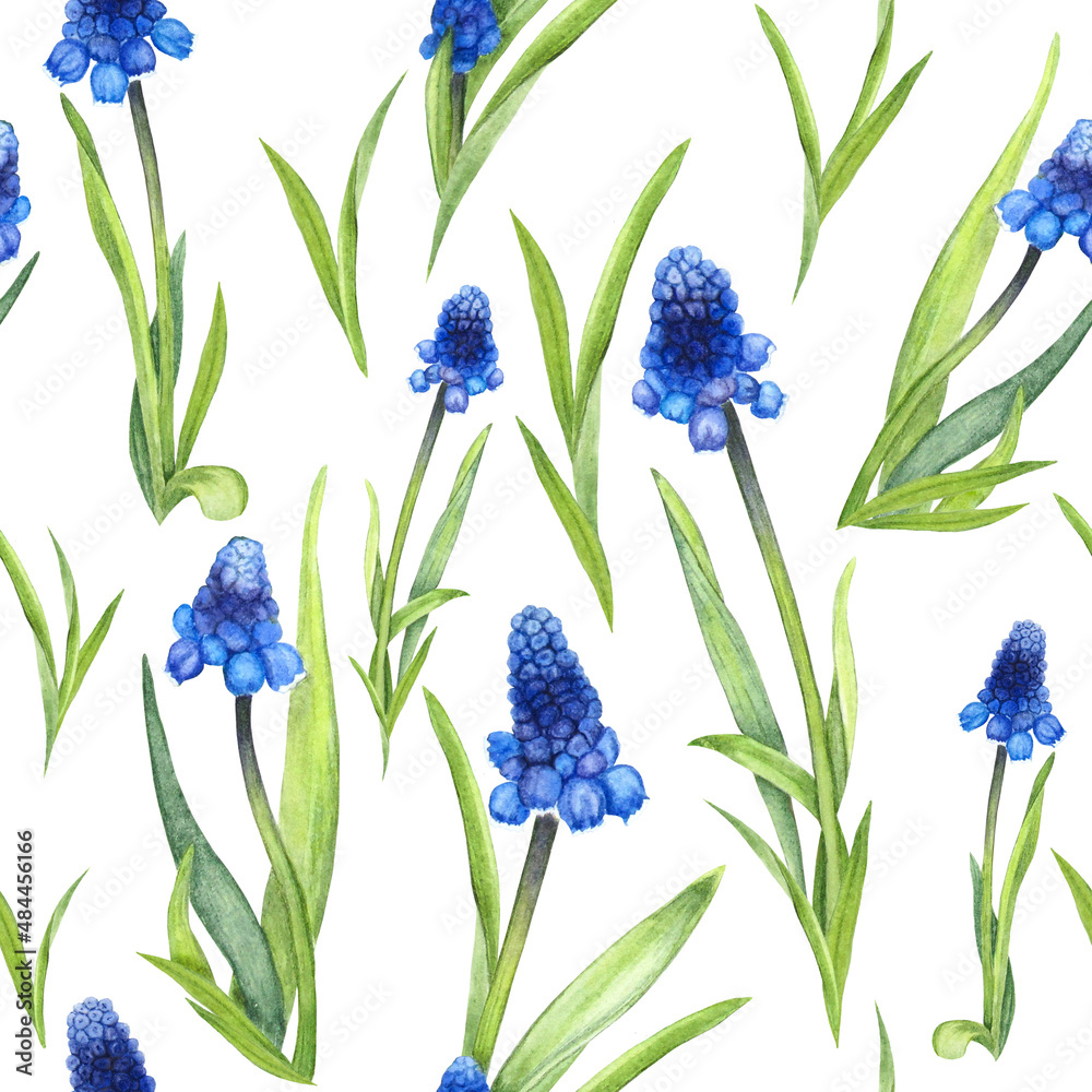 Fototapeta premium Muscari flower pattern watercolor realistic illustration. Botanical art painting. Can be used for gift cards and textile design, wrapping, packaging, paper.