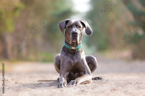 Grey Great Dane lying in the middele of sand path looking straight at the camera