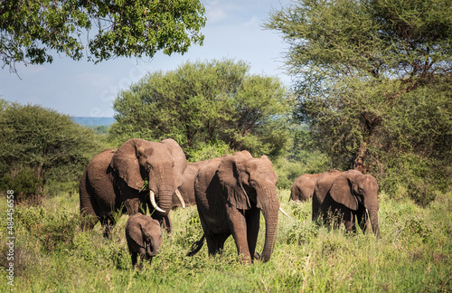 The herd of African bush elephants with calf in the Tarangire National Park  Tanzania. African savanna elephant -the largest living terrestrial animal.