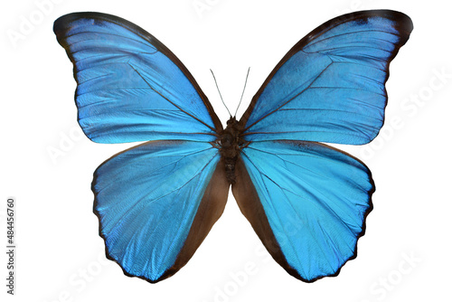 Butterfly Morpho Didius. Morpha Isolate photo