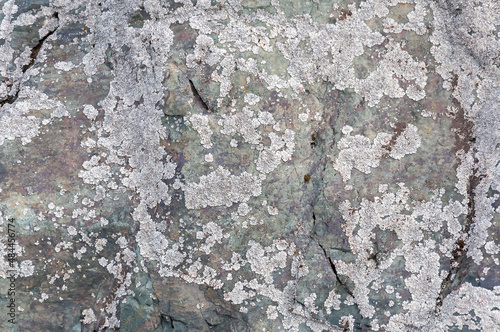 An old gray cracked stone covered with a white fungus. For background or texture