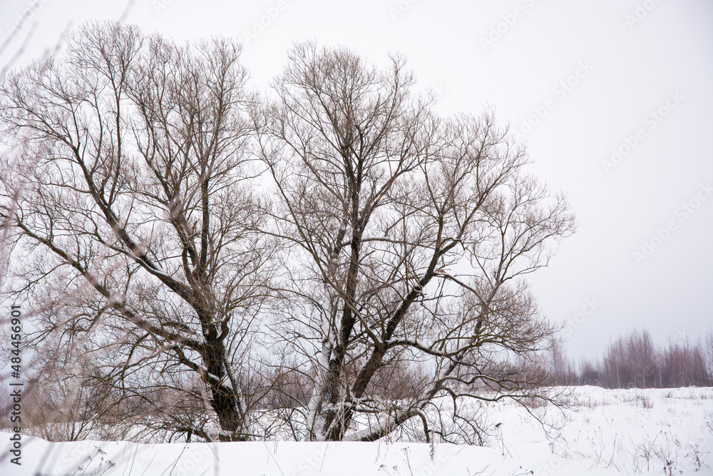 Big tree in winter. Spreading crown. Openwork silhouette of a tree crown. Branches without leaves in the snow. Big tree in winter. Spreading crown. Openwork silhouette of a tree crown. Branches without leaves in the snow.