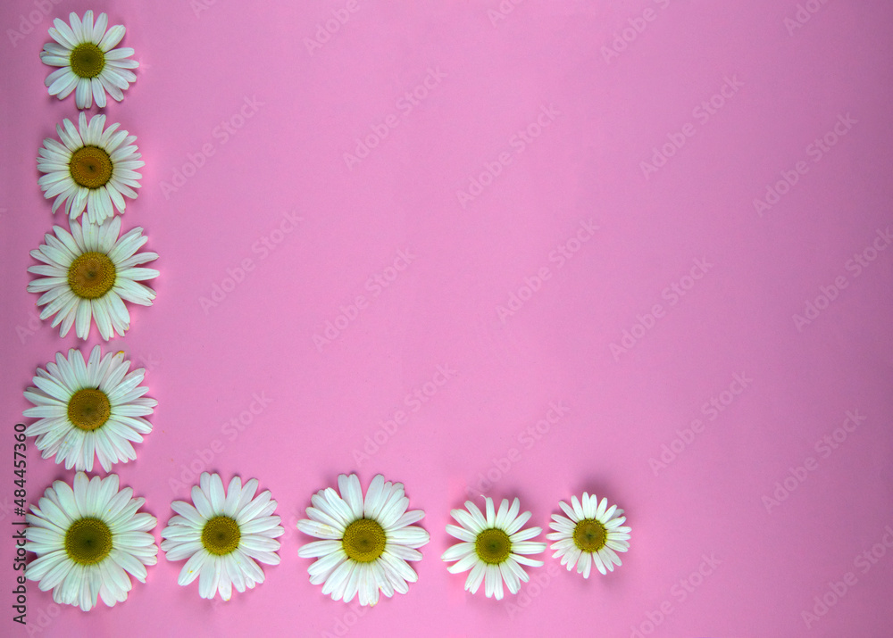Chamomile on a colored background