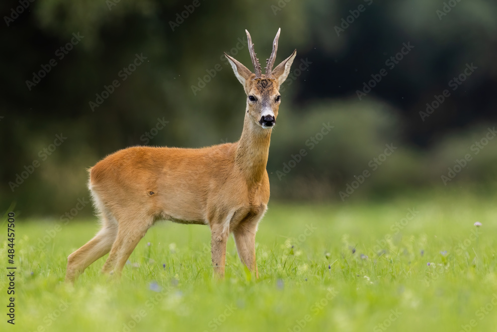 Roe deer, capreolus capreolus, standing on green meadow in summer nature. Antlered mammal looking on field in summertime. Roebuck watching on glade. Roe deer, capreolus capreolus, standing on green meadow in summer nature. Antlered mammal looking on field in summertime. Roebuck watching on glade.