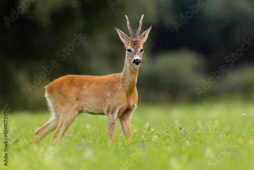 Roe deer, capreolus capreolus, standing on green meadow in summer nature. Antlered mammal looking on field in summertime. Roebuck watching on glade.
