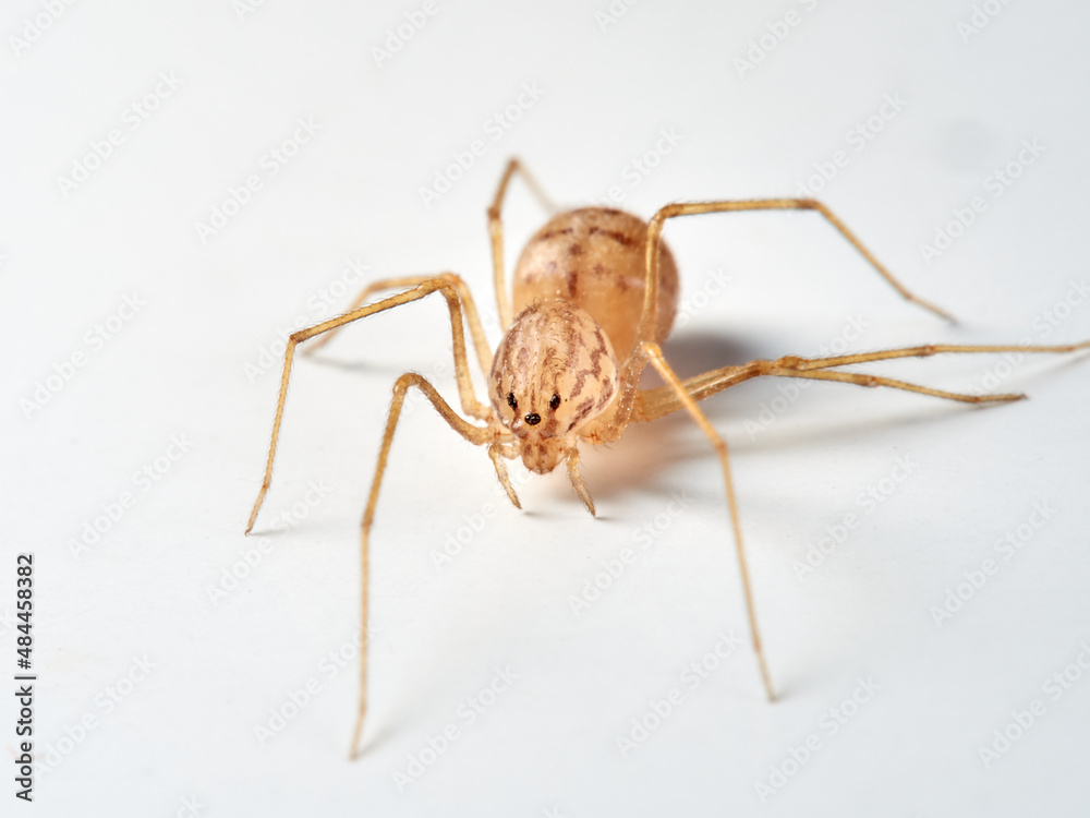 Tiger spider. Genus Scytodes. A member of Spitting Spiders. Family Scytodidae Tiger spider. Genus Scytodes. A member of Spitting Spiders. Family Scytodidae