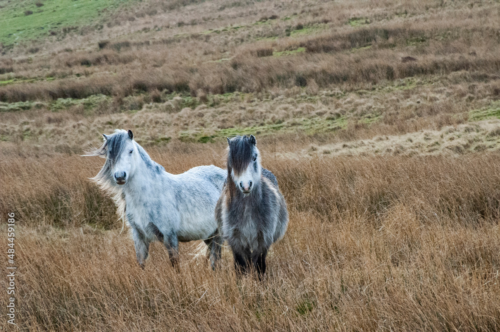 Fototapeta premium Welsh Mountain Ponies in Brecon Beacons National Park