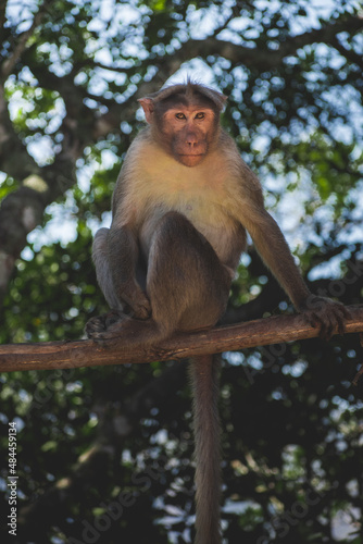 japanese macaque sitting on a tree