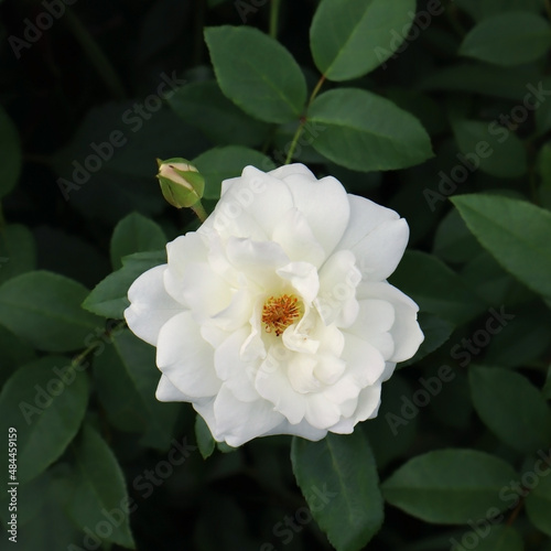 White rose flower in the garden 