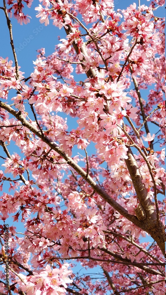 Fototapeta premium pink cherry blossom