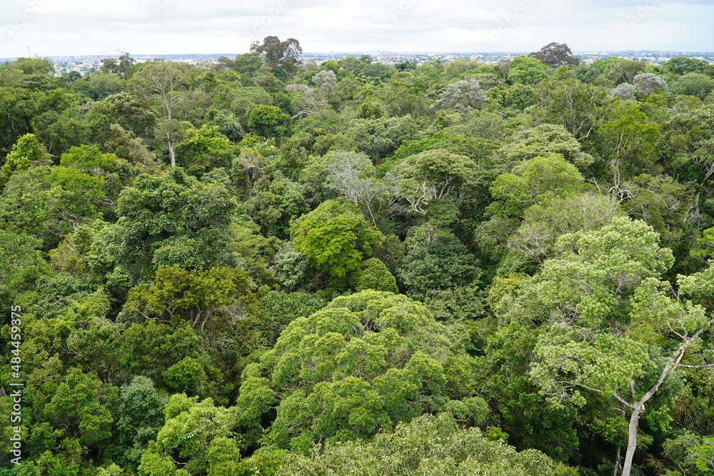 Aerial view of lush nature in Amazon rainforest, different green colorations in huge trees seen from above, rainforest vegetation, Forest Reserve Musa near Manaus, Brazil. Aerial view of lush nature in Amazon rainforest, different green colorations in huge trees seen from above, rainforest vegetation, Forest Reserve Musa near Manaus, Brazil.