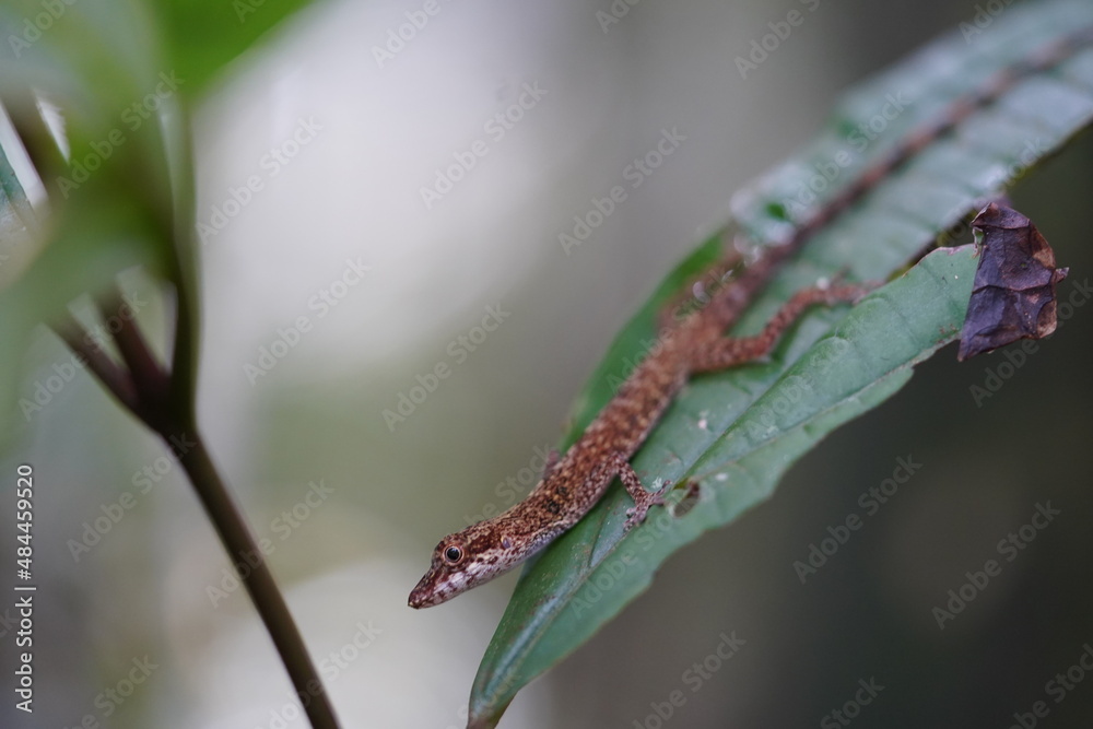 Brown light spotted lizard well camouflaged on a multicolored tree trunk in natural habitat Amazon rainforest, forest reserve Musa near Manaus, Brazil. Brown light spotted lizard well camouflaged on a multicolored tree trunk in natural habitat Amazon rainforest, forest reserve Musa near Manaus, Brazil.