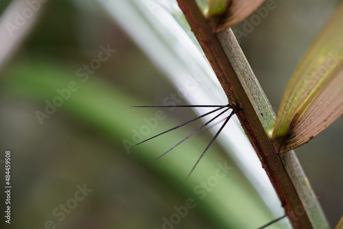Close-up of tucuma palm spines (astrocaryum aculeatum) under a leaf of the palm, rainforest vegetation in Amazonas State, Forest Reserve Musa near Manaus, Brazil. photo