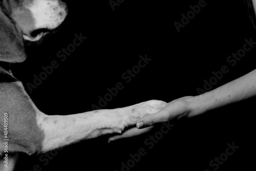 photo monochrome . The background is black . The man 's hand is open in the palm of his hand . On top of the hand lies the paw of a beagle dog. © Olga