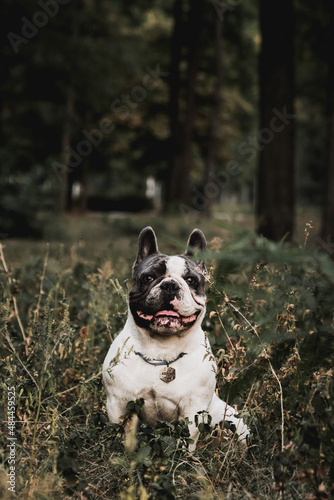 Fototapeta Naklejka Na Ścianę i Meble -  The dog is sitting in the park in the grass. The background is blurred . The breed of the dog is a French bulldog. The dog's ears are raised and his mouth is open