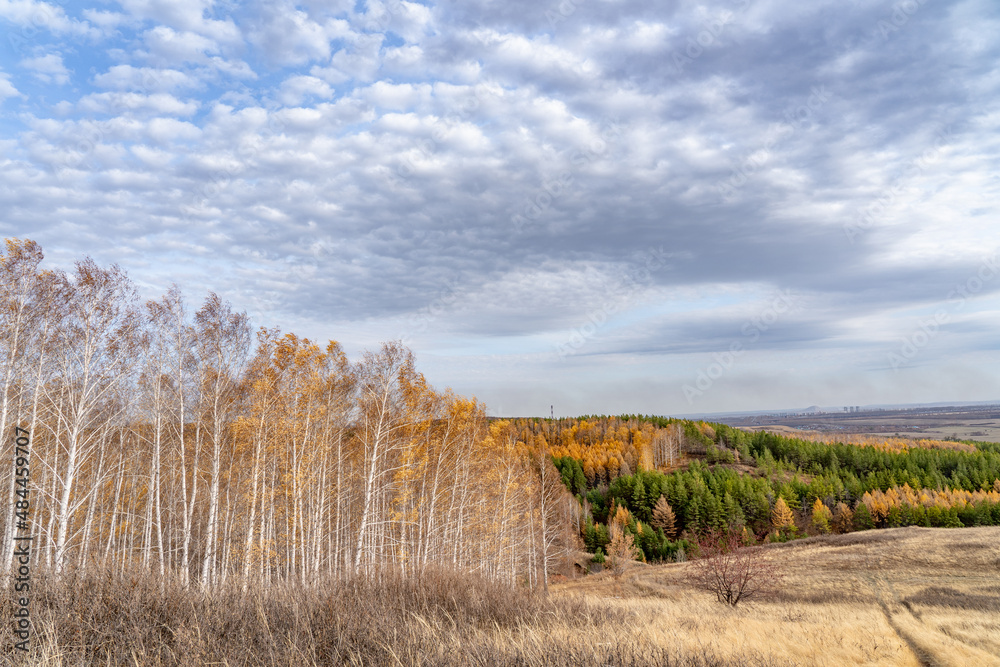 Mixed autumn forest, yellow birch foliage and green coniferous trees. Outlines of the city in the distance and a single mountain. Cloudy sky.
