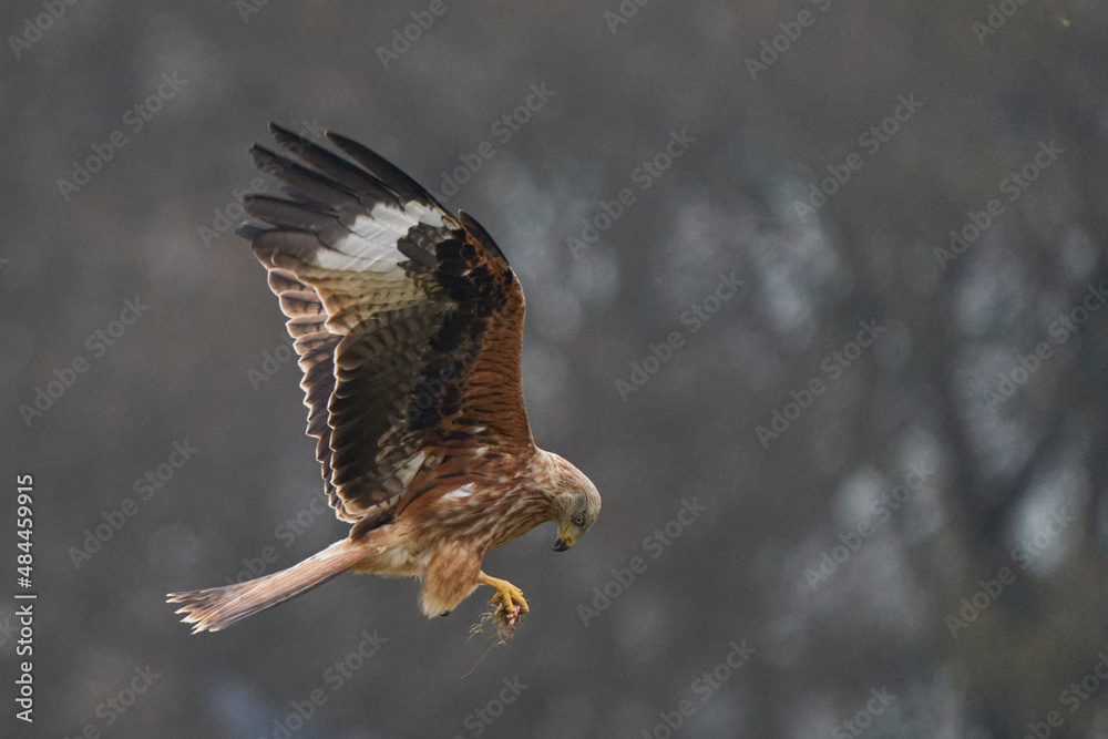 Fototapeta premium Red Kite (Milvus milvus) feeding from food held in its talons whilst flying.