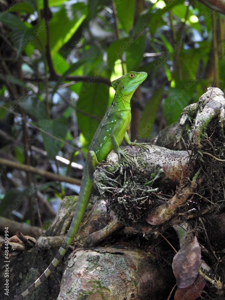 Obraz premium iguana on a tree