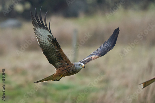 Red Kite  Milvus milvus  flying low across the countryside of Wales in the United Kingdom.