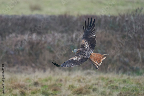 Red Kite (Milvus milvus) flying low across the countryside of Wales in the United Kingdom.