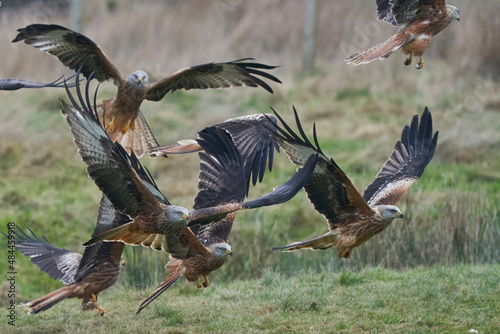 Red Kite (Milvus milvus) flying low to pick up food at Gigrin Farm in Wales, United Kingdom.