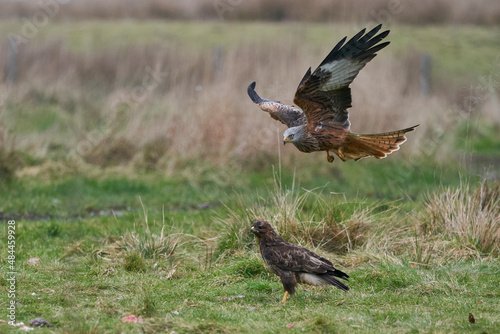 Red Kite (Milvus milvus) flying low to pick up food at Gigrin Farm in Wales, United Kingdom. Buzzard (Buteo Buteo) on the ground. 
