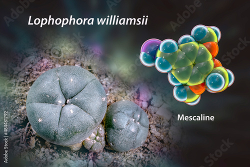 Mescaline molecule and its natural source, Lophophora williamsii cactus, 3D illustration and photograph