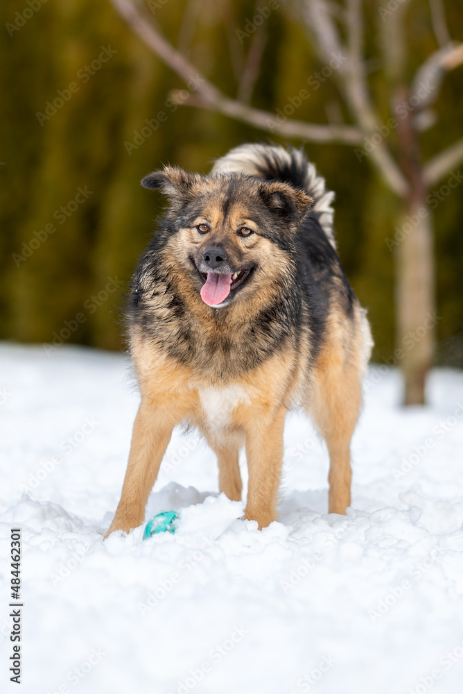 Fluffy brown dog stands on the snow near the ball and looks at the camera Fluffy brown dog stands on the snow near the ball and looks at the camera