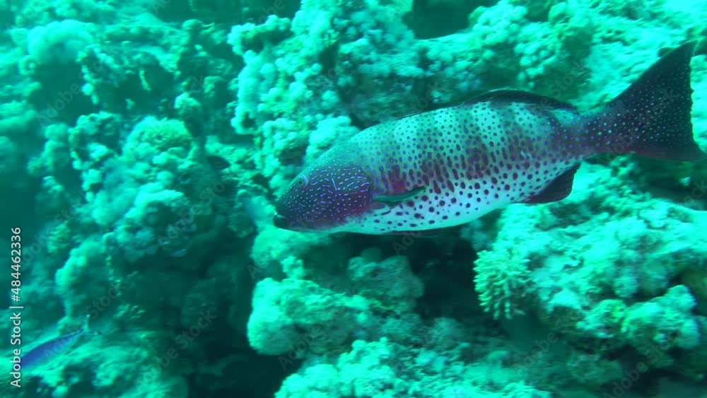Leopard Grouper (Plectropomus pessuliferus) swims slowly along the coral reef, large specimens live at depths. Leopard Grouper (Plectropomus pessuliferus) swims slowly along the coral reef, large specimens live at depths.