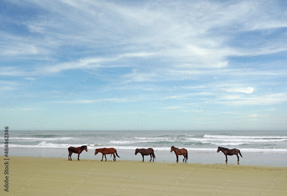 Wild horses on the beach in Corolla on the North Carolina Outer Banks