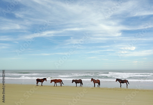 Wild horses on the beach in Corolla on the North Carolina Outer Banks photo