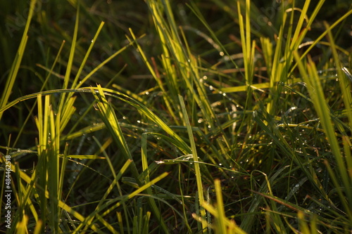 Morning dew covered the grass.