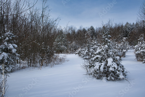 Pine tree forest with open ground after a snowstorm with untouched snow