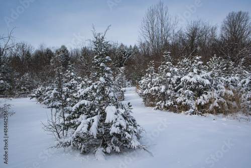 Small pine tree covered in snow with other trees in the background