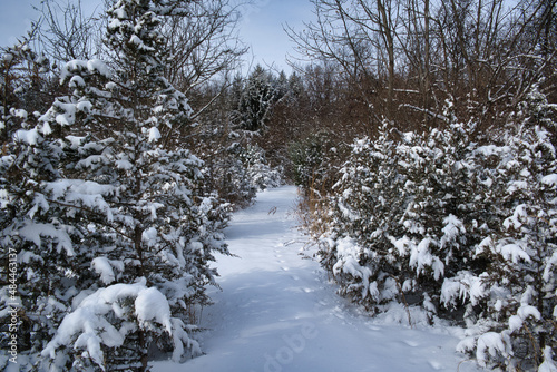 snow covered trees in winter with a pathway 